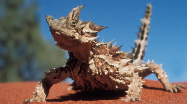 大自然裡帶刺的可愛的小動物們 大自然裡帶刺的可愛的小動物們