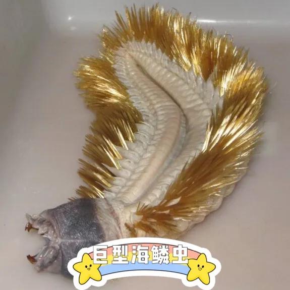 南極深海的金毛刷刷蟲 南極深海的金毛刷刷蟲