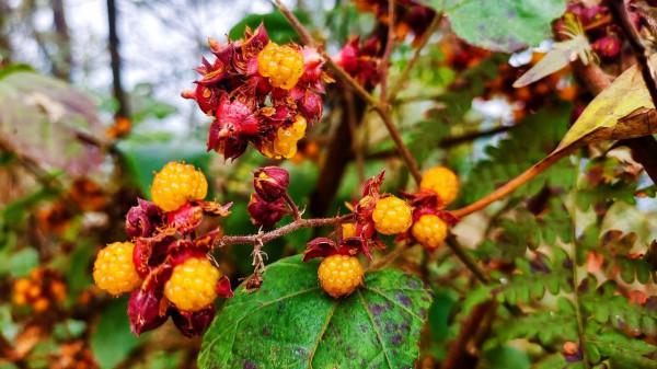 自駕一路遊山玩水貌似很瀟灑，可如果愛車的輪胎出了問題又該咋辦