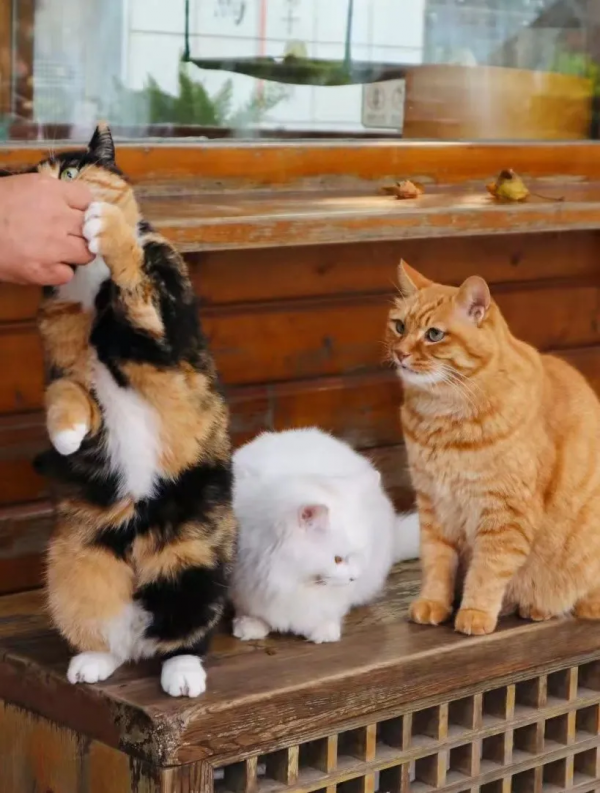 “GFgirls”三小隻 · 申請出道