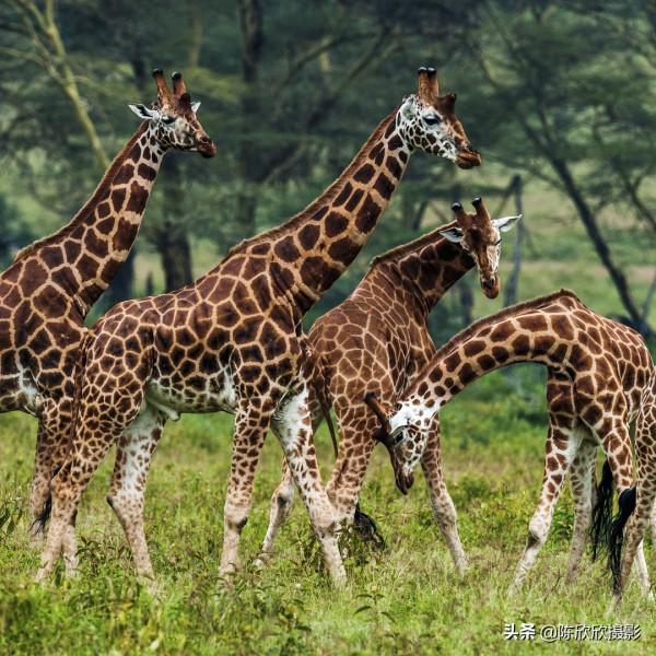 那庫魯保護區,成全你的瀟灑與冒險 那庫魯保護區,成全你的瀟灑與冒險