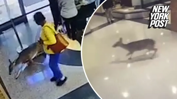 美國一隻小鹿受重傷後，自己前往醫院“搭乘”自動扶梯問診