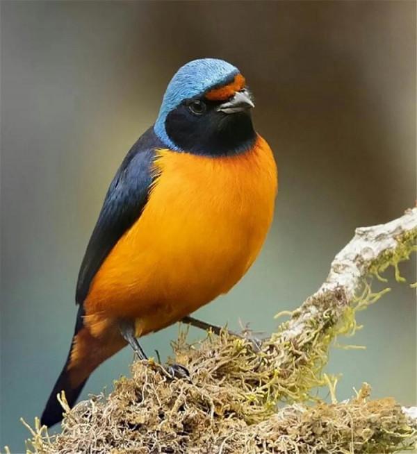 看！這些鳥兒像&hellip;&hellip;