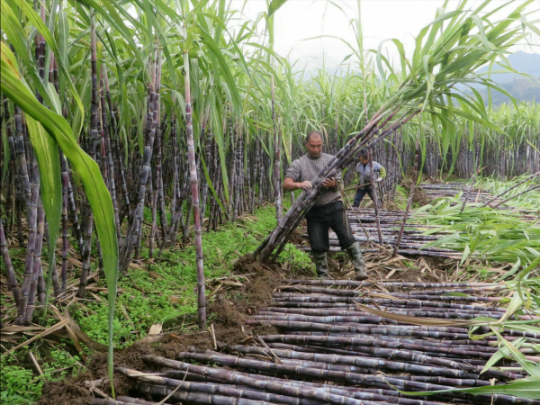 巧克力能換金條，黑市價格暴漲700倍，為何白糖在戰時如此值錢？