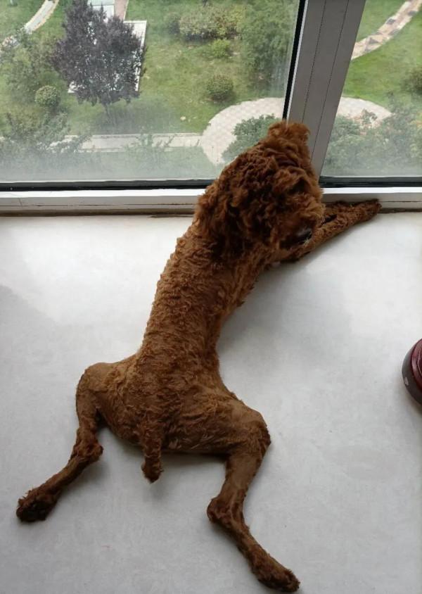 狗狗生氣了覺得生無可戀 狗狗生氣了覺得生無可戀