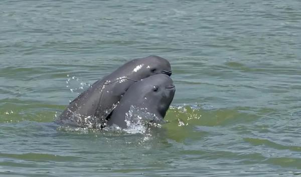 沙地年均縮減1980平方公里,動物從瀕危變易危,中國發布白皮書 沙地年均縮減1980平方公里,動物從瀕危變易危,中國發布白皮書