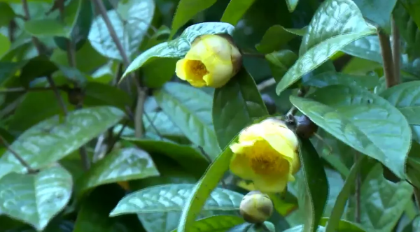 曾在野外滅絕百年,如今在雲南深山怒放!這些美麗又瀕危的花,你認識幾種? 曾在野外滅絕百年,如今在雲南深山怒放!這些美麗又瀕危的花,你認識幾種?