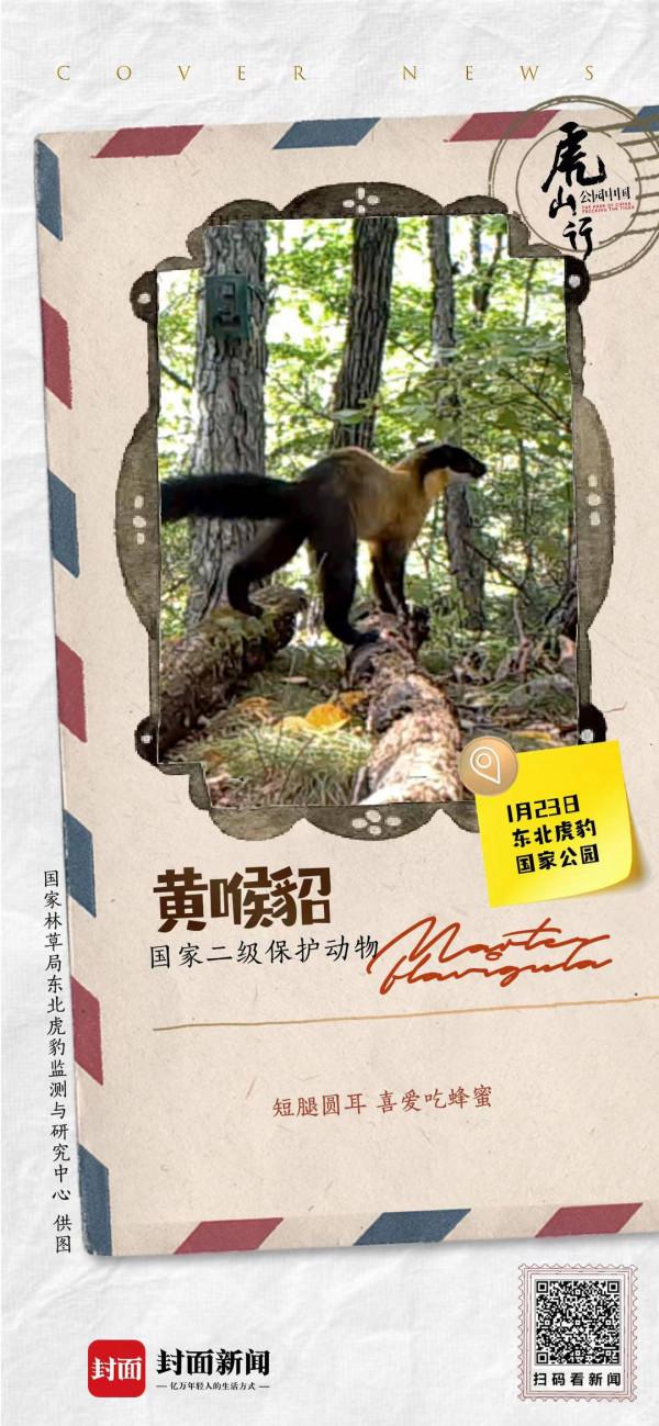 愛吃蜂蜜的黃喉貂 萌萌的它也有兇猛的一面 | 來自東北虎豹國家公園的明信片