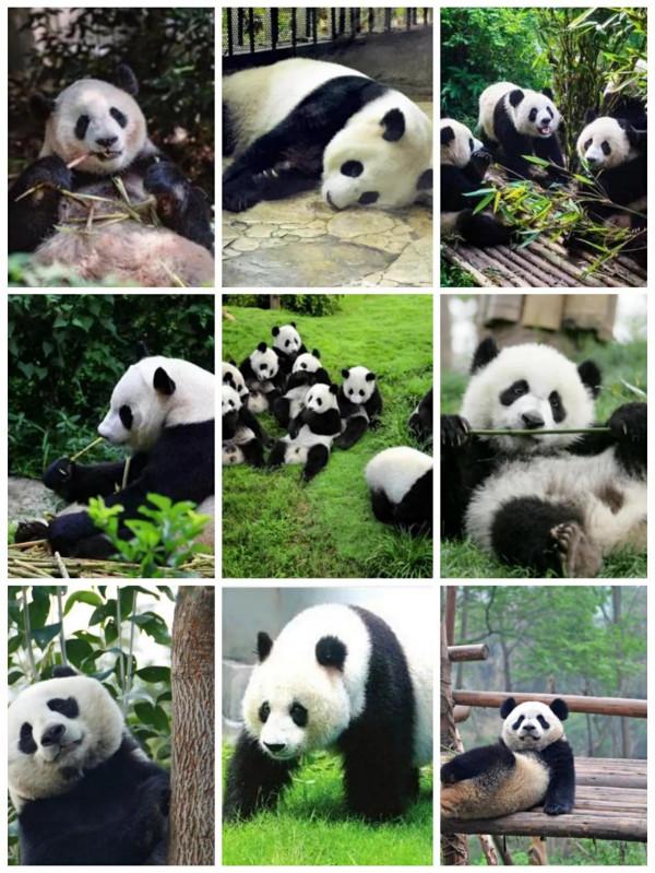 請分享-熊貓的樂園