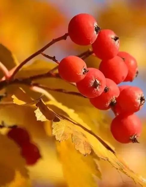 今日秋分《秋分歌》