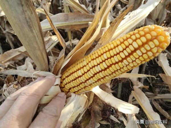 這個玉米新品種株高只有2.4米,不需噴施控旺劑,軸細粒長產量高 這個玉米新品種株高只有2.4米,不需噴施控旺劑,軸細粒長產量高