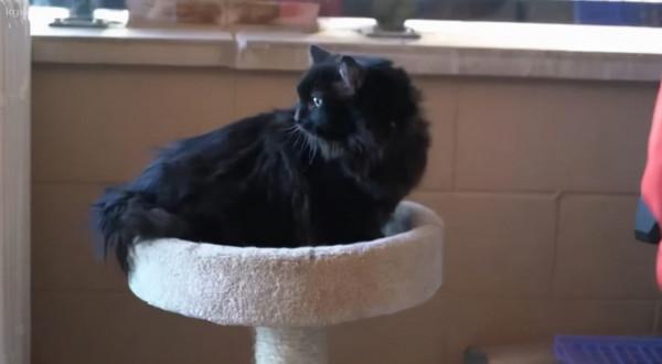 貓咪在走丟5年後，與鏟屎官再次重逢：多麼美好的緣分呀