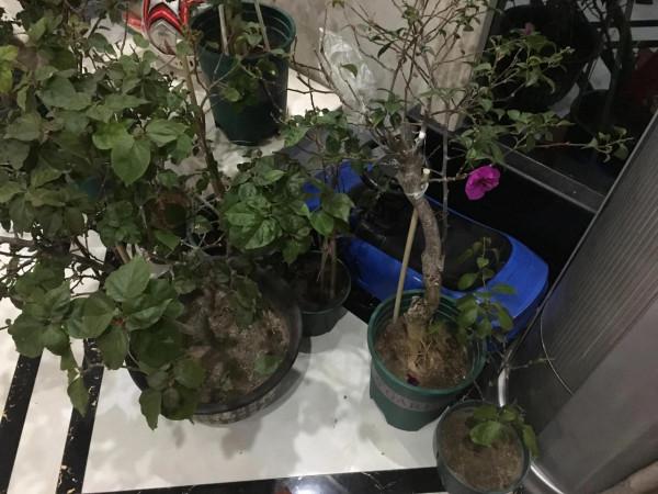 下雪了，保衛三角梅