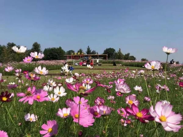 花語世界門票不限量免費送!金秋國潮花海強勢來襲!五大方式免門票! 花語世界門票不限量免費送!金秋國潮花海強勢來襲!五大方式免門票!