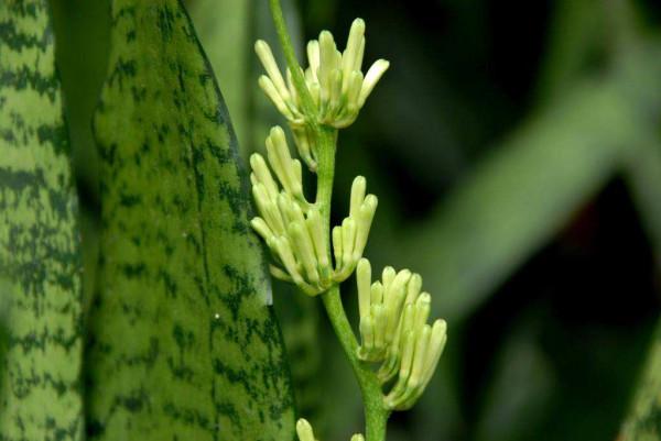 養這10種懶漢花,十天半月不澆水,照常枝繁葉茂,花開不斷 養這10種懶漢花,十天半月不澆水,照常枝繁葉茂,花開不斷