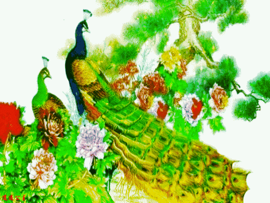 人生最美幾何時 看見孔雀和鳳凰 雙福來襲