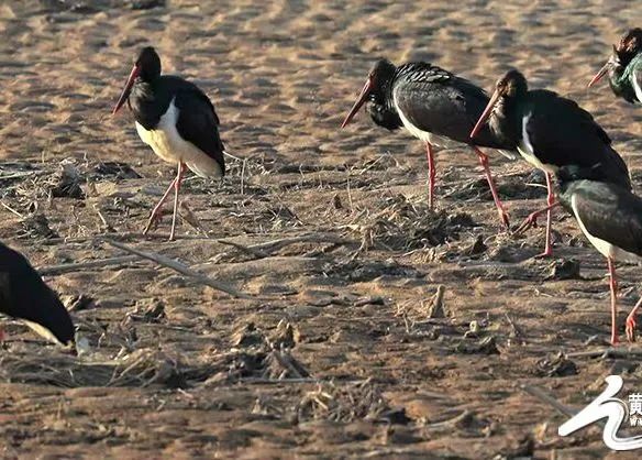 又到候鳥遷徙時 又到候鳥遷徙時