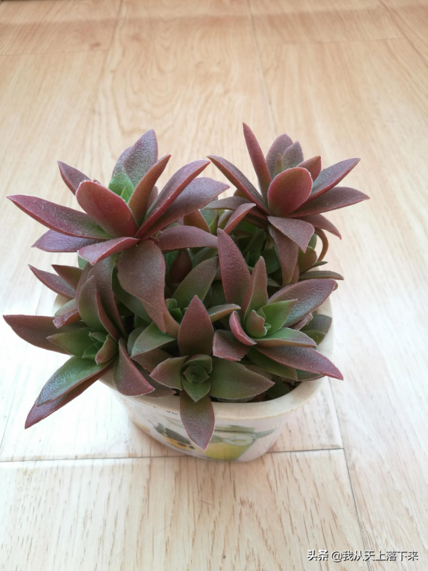 5種容易扦插的多肉品種，親身實踐，還不懂的小夥伴趕緊收藏好