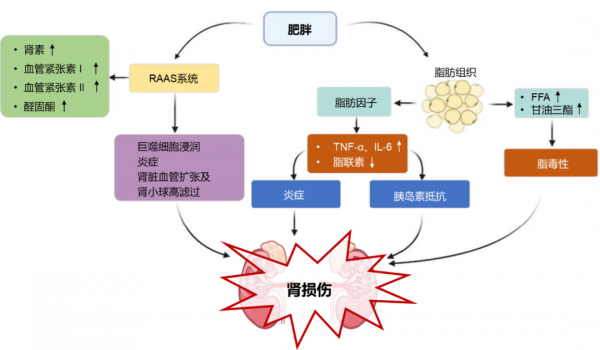 越來越多患者超重怎麼辦?一文總結肥胖所致腎臟損傷及可用的治療藥物 越來越多患者超重怎麼辦?一文總結肥胖所致腎臟損傷及可用的治療藥物