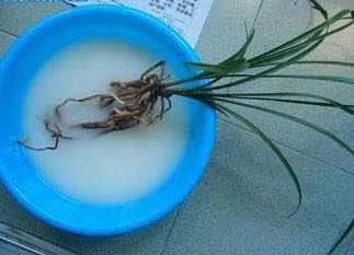 掌握秋季蘭花5步上盆法,半個月就能服盆,省錢省力還省心 掌握秋季蘭花5步上盆法,半個月就能服盆,省錢省力還省心