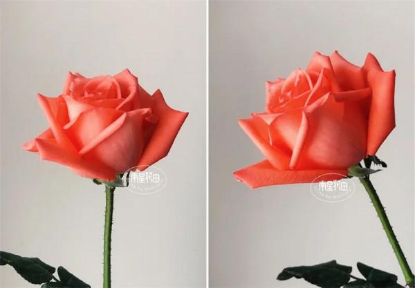 影星玫瑰 · 花堅強