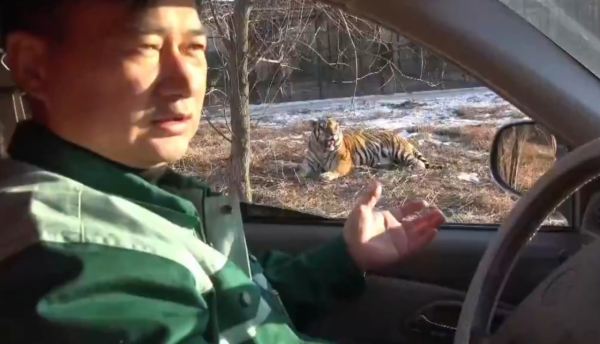 野生動物專家劉丹野化訓練東北虎，訓練虎崽，讓東北虎重返山林