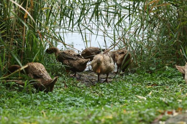 太乙池中觀麻鴨