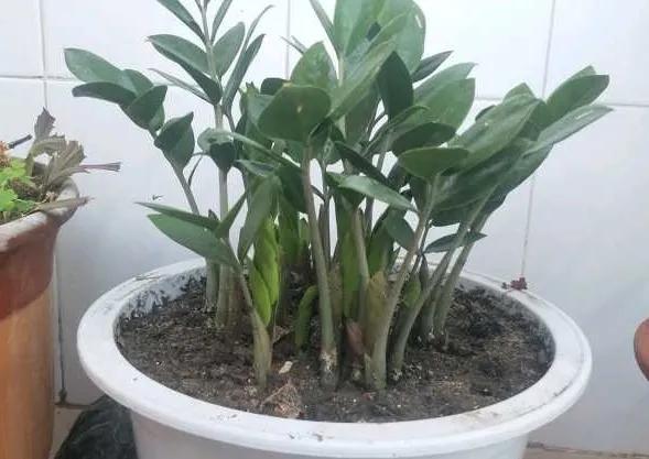 這些花要捨得剪，&OpenCurlyDoubleQuote;舊顏換新貌&rdquo;，越剪葉子越綠