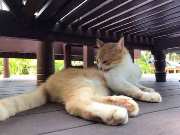 暹羅的精靈——泰國擼貓之旅