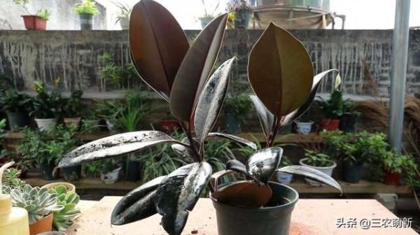 客廳有樹，十家九富！這幾種植物放在家裡，既能鎮宅，又寓意吉祥