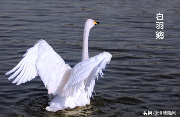 家鵝與天鵝是近親嗎？兼談家鵝與天鵝的區別