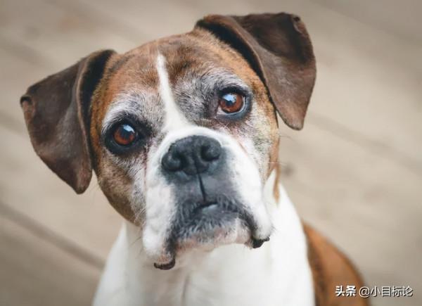 當汪星人遇到強迫症