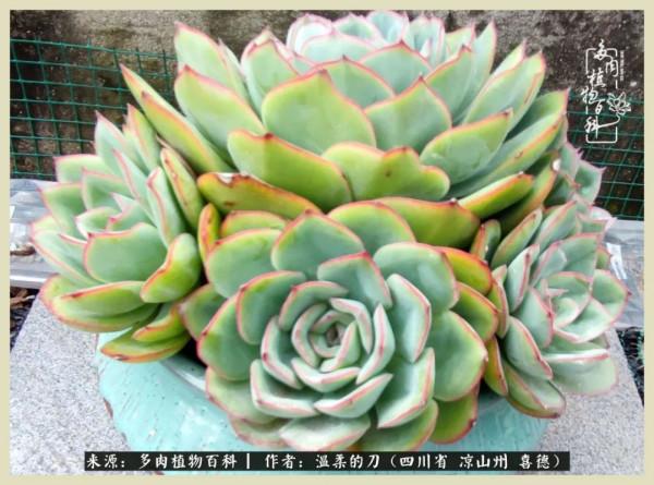 風吹過的夏天,你是仙子落凡間 風吹過的夏天,你是仙子落凡間