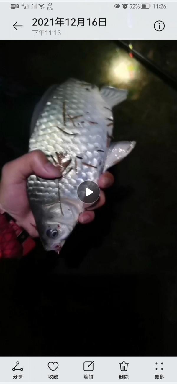 喵星人陪我作釣不再孤單，驚喜連連不斷