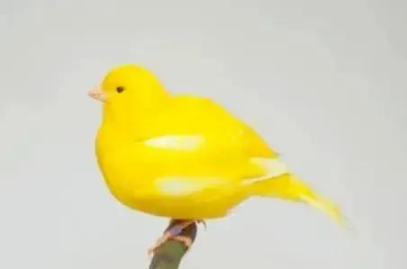 分享圖片&mdash;&mdash;美麗的金絲雀集錦