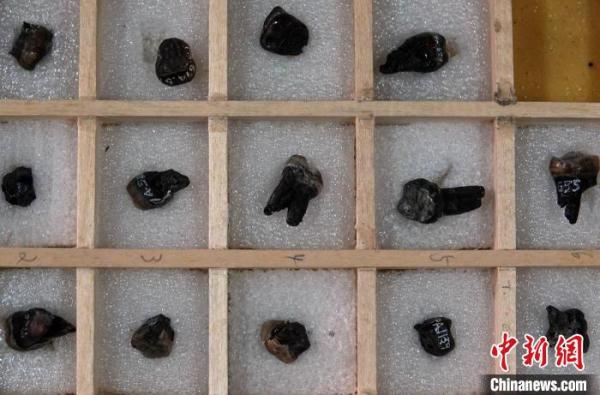 600萬至800萬年前祿豐古猿的牙有何特別?化石研究有新發現 600萬至800萬年前祿豐古猿的牙有何特別?化石研究有新發現