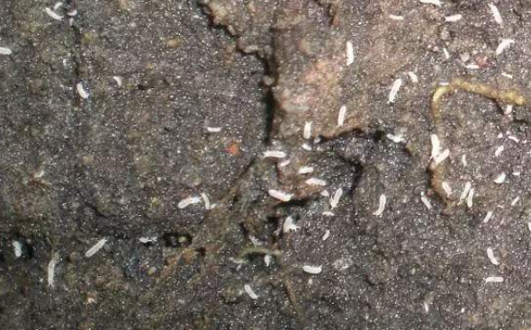 塑膠製品的“天敵”，科學家發現特殊生物，或能逆轉白色汙染