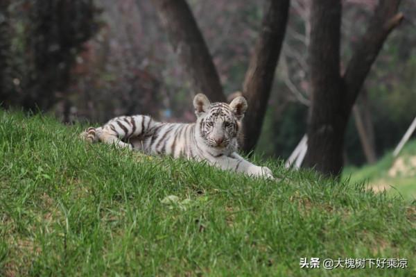 北京野生動物園的小老虎太萌、太可愛