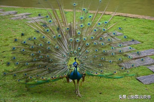 俗話說:三鳥進宅門,不富也添喜,啥意思?三鳥指的都有啥? 俗話說:三鳥進宅門,不富也添喜,啥意思?三鳥指的都有啥?