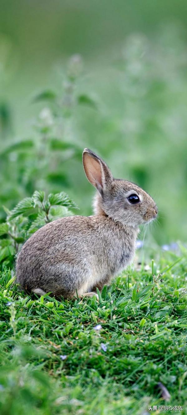 軟糯可愛的小兔兔，毛絨絨治癒力超強