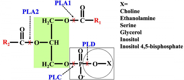 華中農大油菜團隊在磷脂酶及其水解產物的功能研究中取得進展