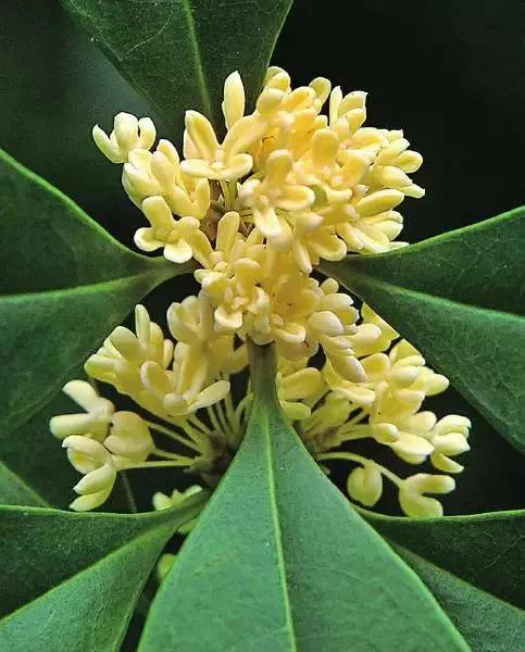 自是花中第一流的桂花 自是花中第一流的桂花