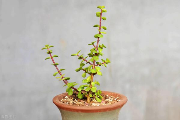 7種花草自帶“抗體”，不容易生病蟲害，是真正的“省心”花