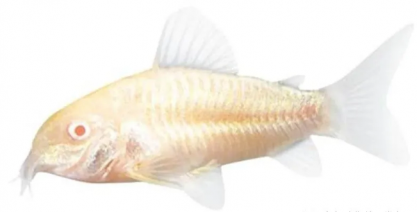 魚缸中TDS與硬度區分