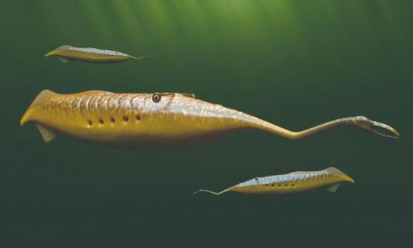 難以歸類的海中怪獸