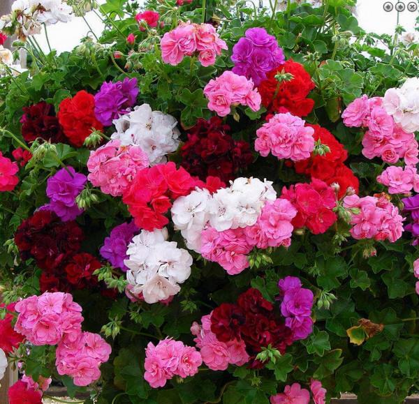 別隻用啤酒澆花了，配上4種“小藥片”，葉子更綠油，開花更多