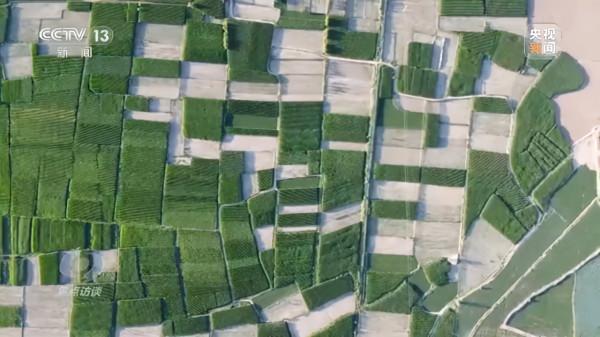 焦點訪談丨農業：走上高質量發展之路