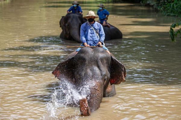 探訪泰國大象保護中心
