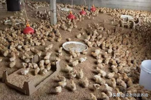 又開始育雛了，開口藥如何科學選擇？一起來看