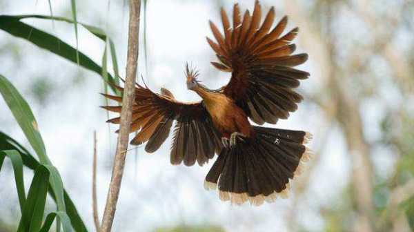 兩種以&OpenCurlyDoubleQuote;臭&rdquo;聞名的鳥類，居然能成為兩個國家的國鳥，有何特別？